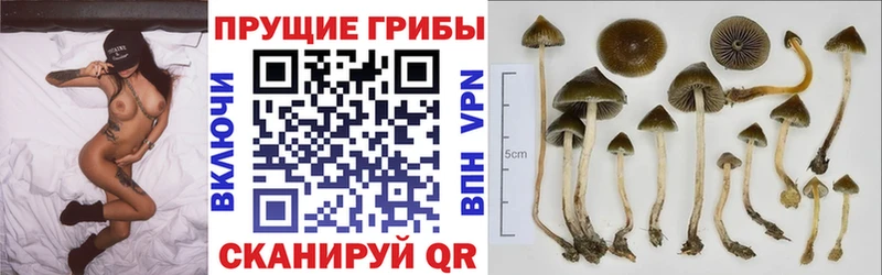 Псилоцибиновые грибы ЛСД  наркошоп  Луга 